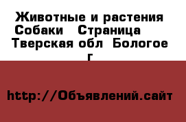 Животные и растения Собаки - Страница 10 . Тверская обл.,Бологое г.